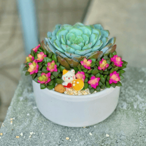 tiểu cảnh sen đá xương rồng