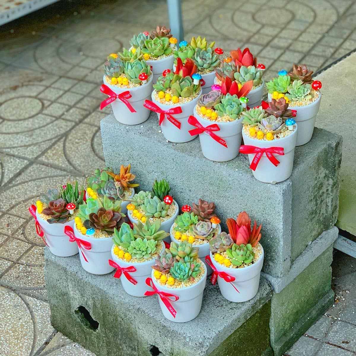 tiểu cảnh sen đá xương rồng