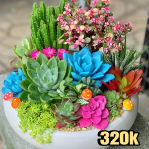 Set tiểu cảnh sen đá - xương rồng quà tặng lớn