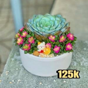 tiểu cảnh sen đá xương rồng