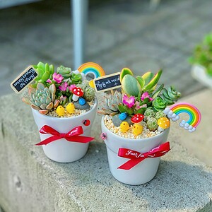 tiểu cảnh sen đá xương rồng