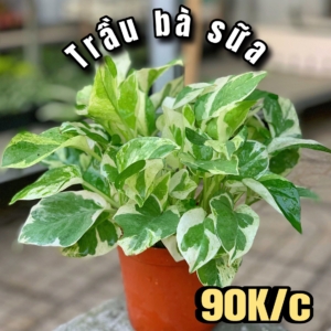 Trầu bà sữa