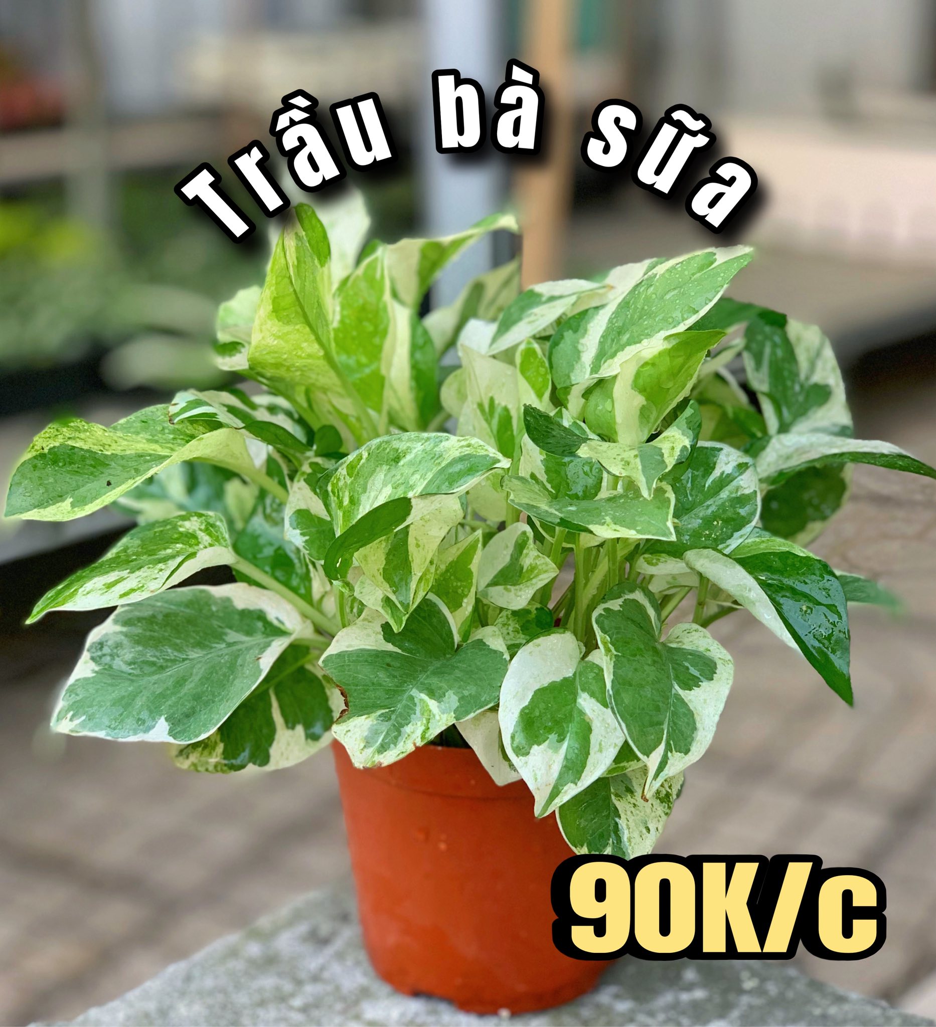 Trầu bà sữa