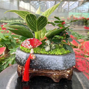 Chậu cây Trầu bà Đế vương kim cương chậu vuông