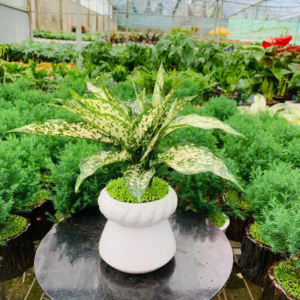 Chậu cây Ngọc ngân trụ cao sang trọng, độc đáo