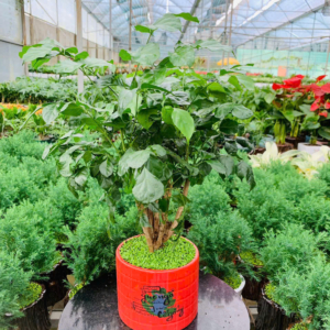 Chậu cây Hạnh phúc trụ kẻ vuông