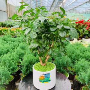 Chậu cây Hạnh phúc trụ kẻ vuông