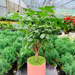 Chậu cây Hạnh phúc trụ kẻ vuông