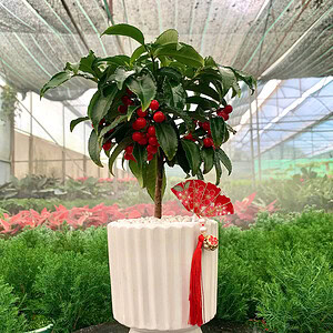 Chậu cây Kim ngân lượng - Ly tài lộc