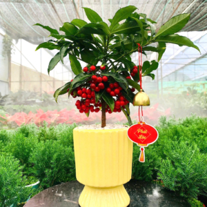 Chậu cây Kim ngân lượng - Ly tài lộc