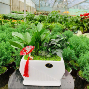 Chậu Kim tiền để bàn chữ nhật