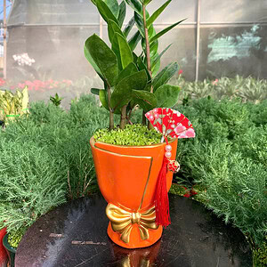 Chậu cây Kim tiền nơ nhỏ