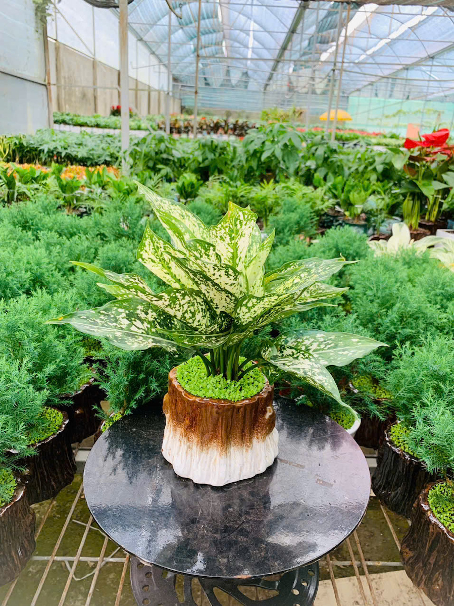 Chậu cây Ngọc ngân gốc cây sang trọng