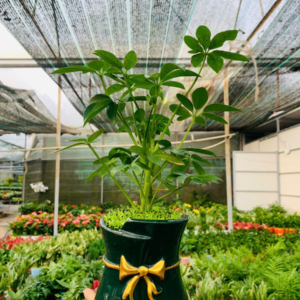 Chậu cây Ngũ gia bì trụ nơ dễ thương