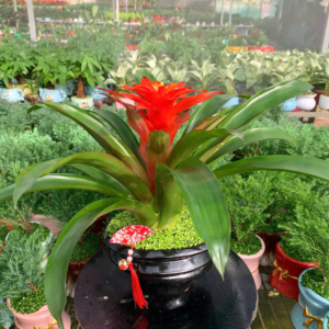 Chậu cây Phong lộc hoa lùn - Tụ Bảo