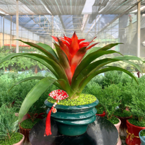 Chậu cây Phong lộc hoa lùn - Tụ Bảo