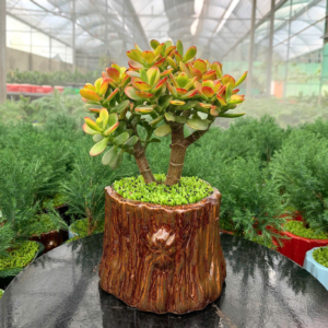 Chậu cây Sen đá thạch bích