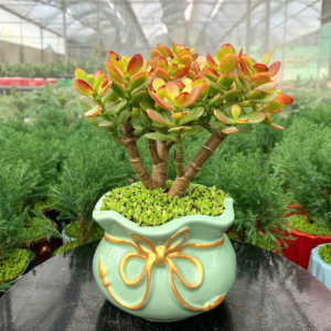 Chậu cây Sen đá thạch bích