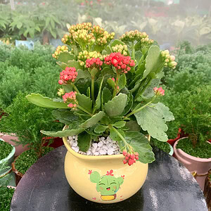 Chậu cây sống đời mini