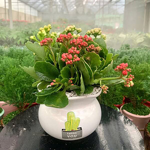 Chậu cây sống đời mini