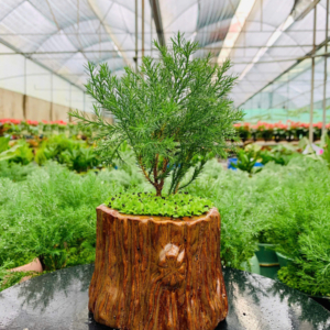 Chậu cây Tùng bồng lai gốc cây sang trọng