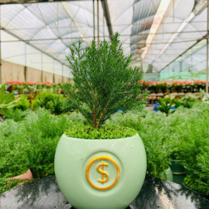 Chậu cây Tùng bồng lai tròn đồng xu may mắn