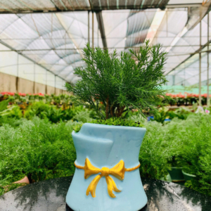 Chậu cây Tùng bồng lai trụ nơ kiểu xinh