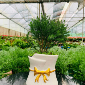 Chậu cây Tùng bồng lai trụ nơ kiểu xinh