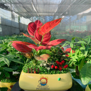 Chậu cây Vạn lộc thái chữ nhật