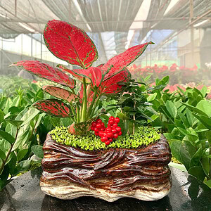 Chậu cây vạn lộc thái - Thuận buồm xui gió