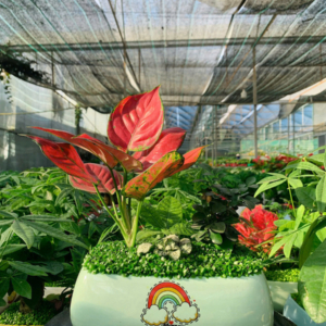 Chậu cây Vạn lộc thái chữ nhật