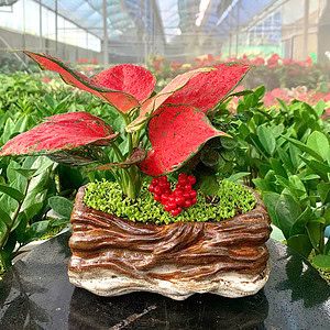 Chậu cây vạn lộc thái - Thuận buồm xui gió