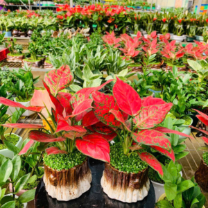 Chậu cây Vạn lộc thái