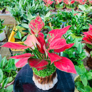 Chậu cây Vạn lộc thái