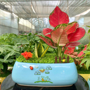 Chậu cây Vạn lộc thái chữ nhật