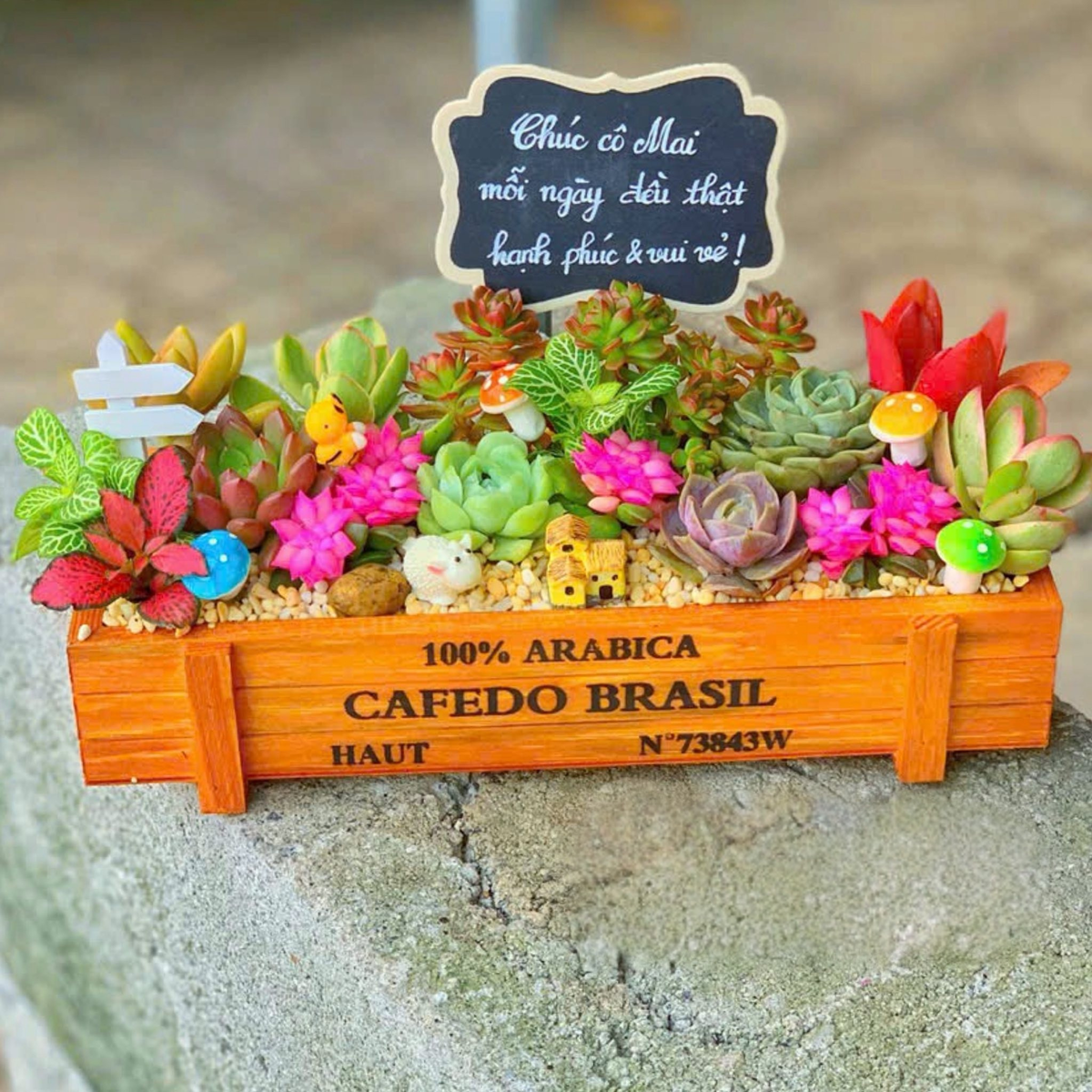 Lãng hoa sen đá xương rồng gỗ