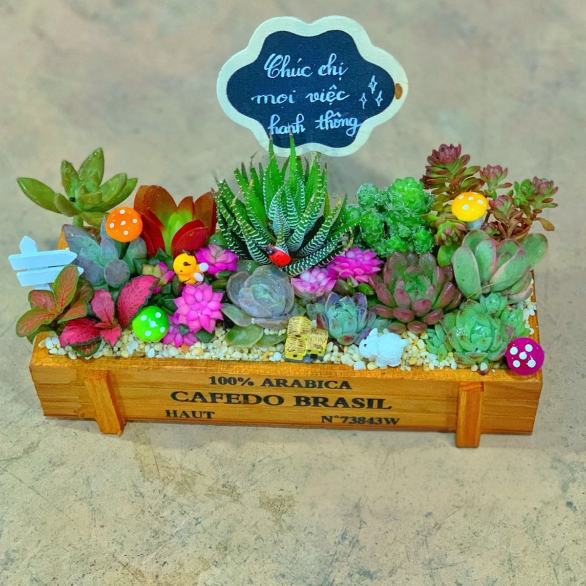 Lãng hoa sen đá xương rồng gỗ