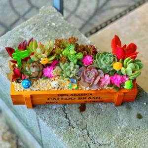 Lãng hoa sen đá xương rồng gỗ