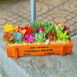 Lãng hoa sen đá xương rồng gỗ