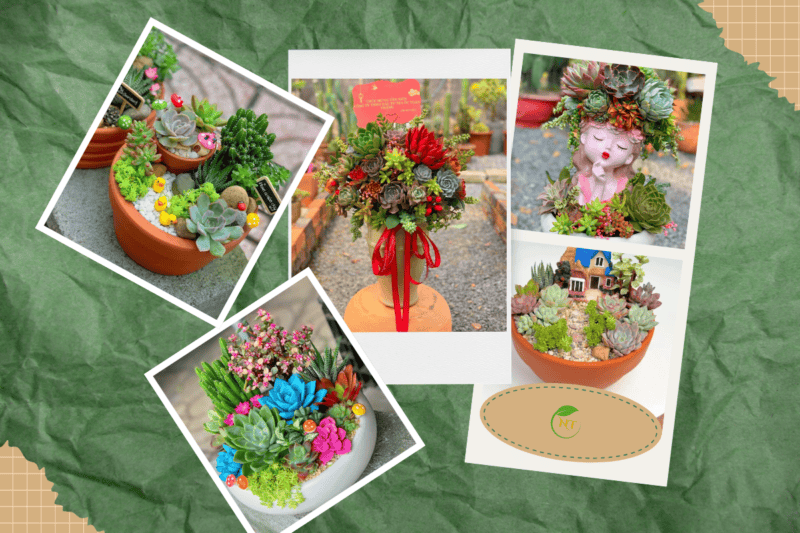 mẫu tiểu cảnh sen đá đẹp