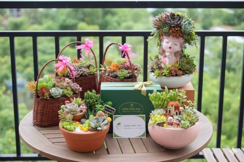 sen đá quà tặng