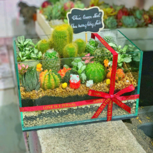 Terrarium sen đá xương rồng – Khu Vườn Xanh Trong Bể Kính