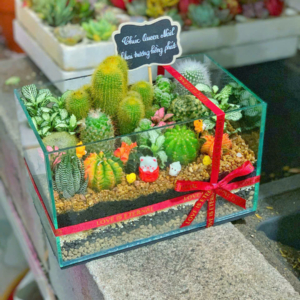 Terrarium sen đá xương rồng – Khu Vườn Xanh Trong Bể Kính