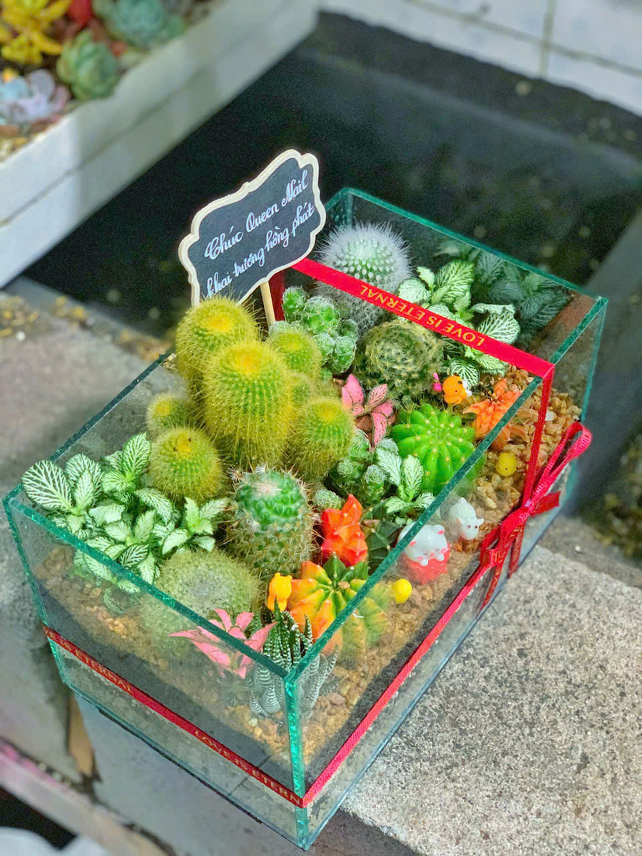 Terrarium sen đá xương rồng – Khu Vườn Xanh Trong Bể Kính
