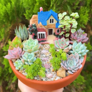 Chậu Tiểu cảnh sen đá mini