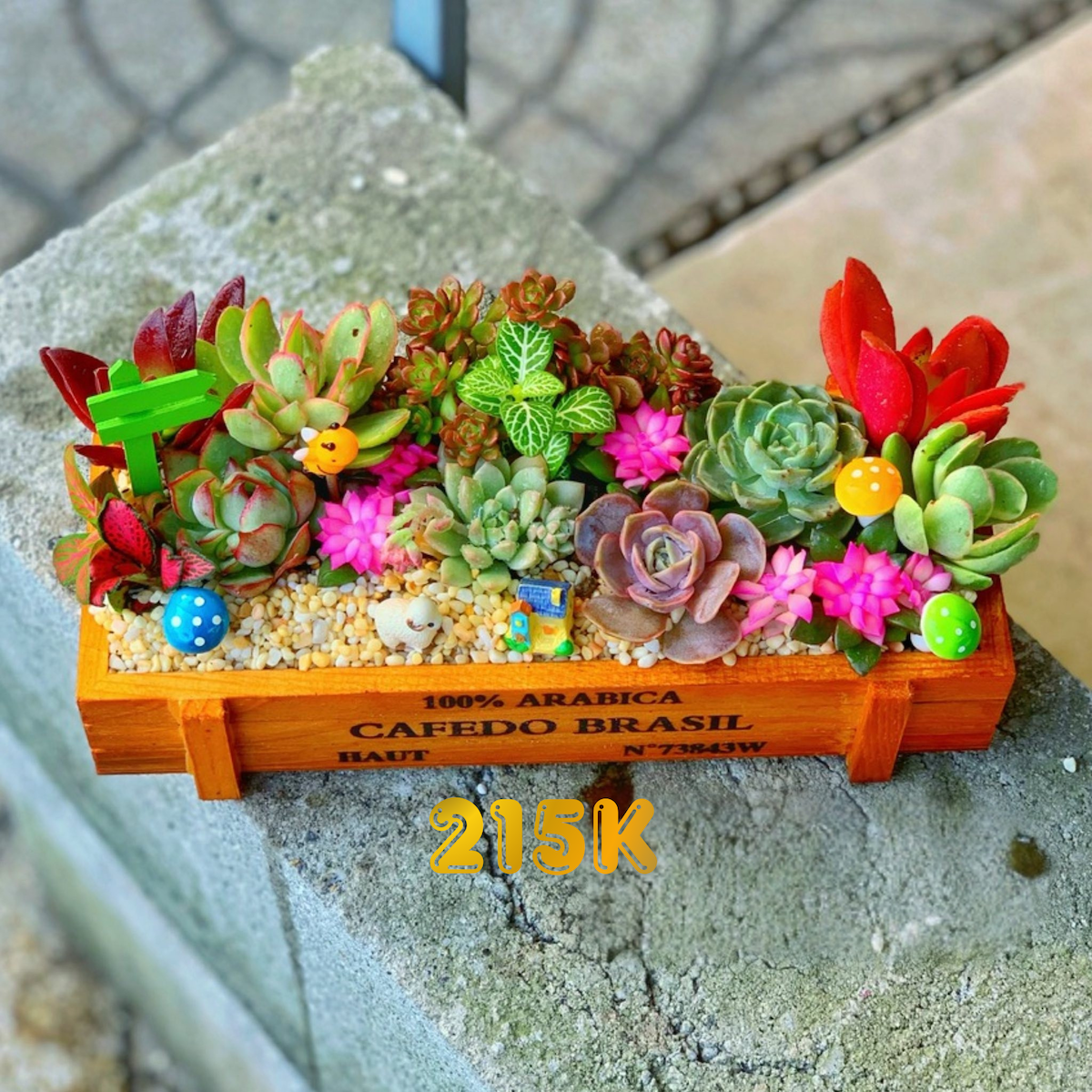 Tiểu cảnh sen đá xương rồng gỗ - Khu vườn hạnh phúc