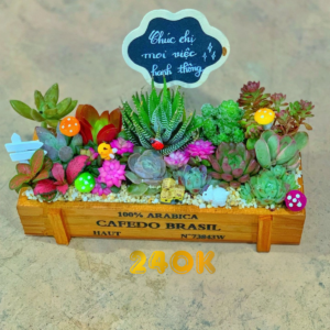 Tiểu cảnh sen đá xương rồng gỗ - Khu vườn hạnh phúc