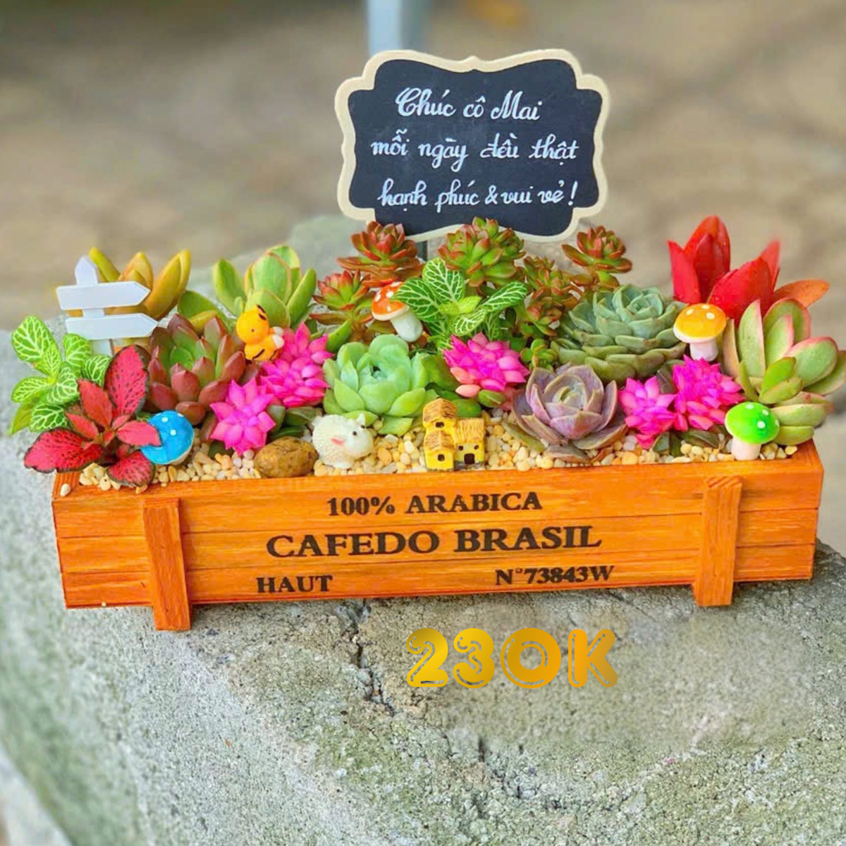 Tiểu cảnh sen đá xương rồng gỗ - Khu vườn hạnh phúc