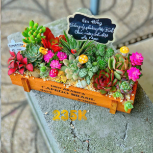 Tiểu cảnh sen đá xương rồng gỗ - Khu vườn hạnh phúc