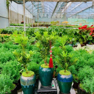 Chậu cây Tùng kim cương signature đặc biệt